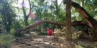 Força-tarefa retira galhos e árvores arrancados pelo temporal