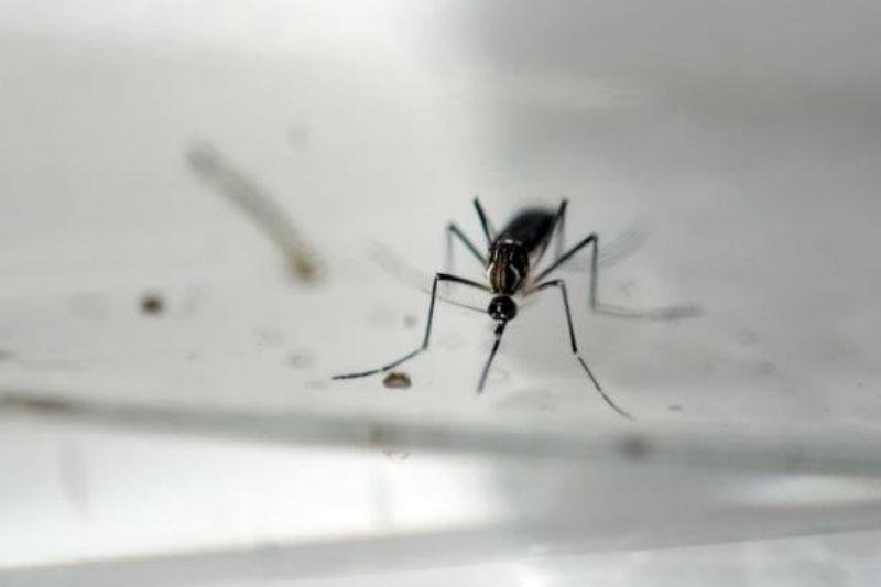 M&eacute;todo busca tornar mosquito Aedes aegypti est&eacute;ril