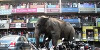 Elefante causou pânico por cerca de cinco horas em cidade indiana