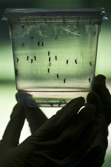 Pesquisadores isolaram organismos que podem ser agentes antidengue