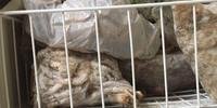 Foram encontrados carnes de gambá congelado em restaurante de Florianópolis