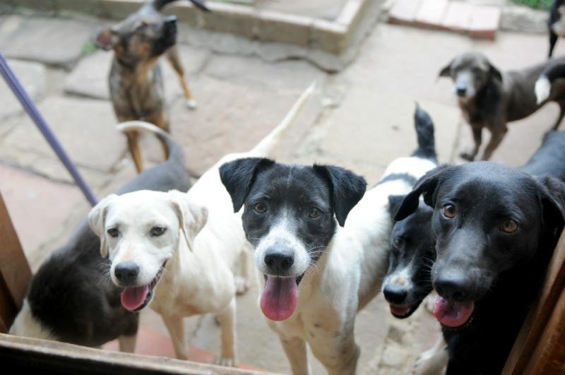Decis&atilde;o reconhece animais como "sujeitos de direito nas a&ccedil;&otilde;es referentes &agrave;s desgrega&ccedil;&otilde;es familiares"