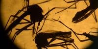 Brasil pode ter 1,3 milhão de infeções pelo Zika