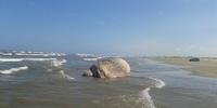 Animal com cerca de 30 toneladas encalhou nas areias de São José do Norte