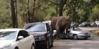 Elefante destrói vários carros na China