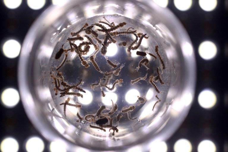 Minist&eacute;rio investiga rela&ccedil;&atilde;o da doen&ccedil;a com o v&iacute;rus zika