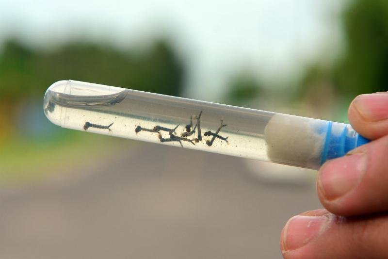 Vacina testada pela empresa obteve resultado positivos contra v&iacute;rus zika em camundongos