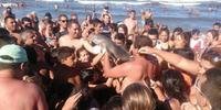 Golfinho foi retirado do mar para selfies com os turistas