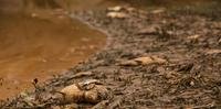 Rompimento de barragens em Mariana despejou milhões de metros cúbicos de lama