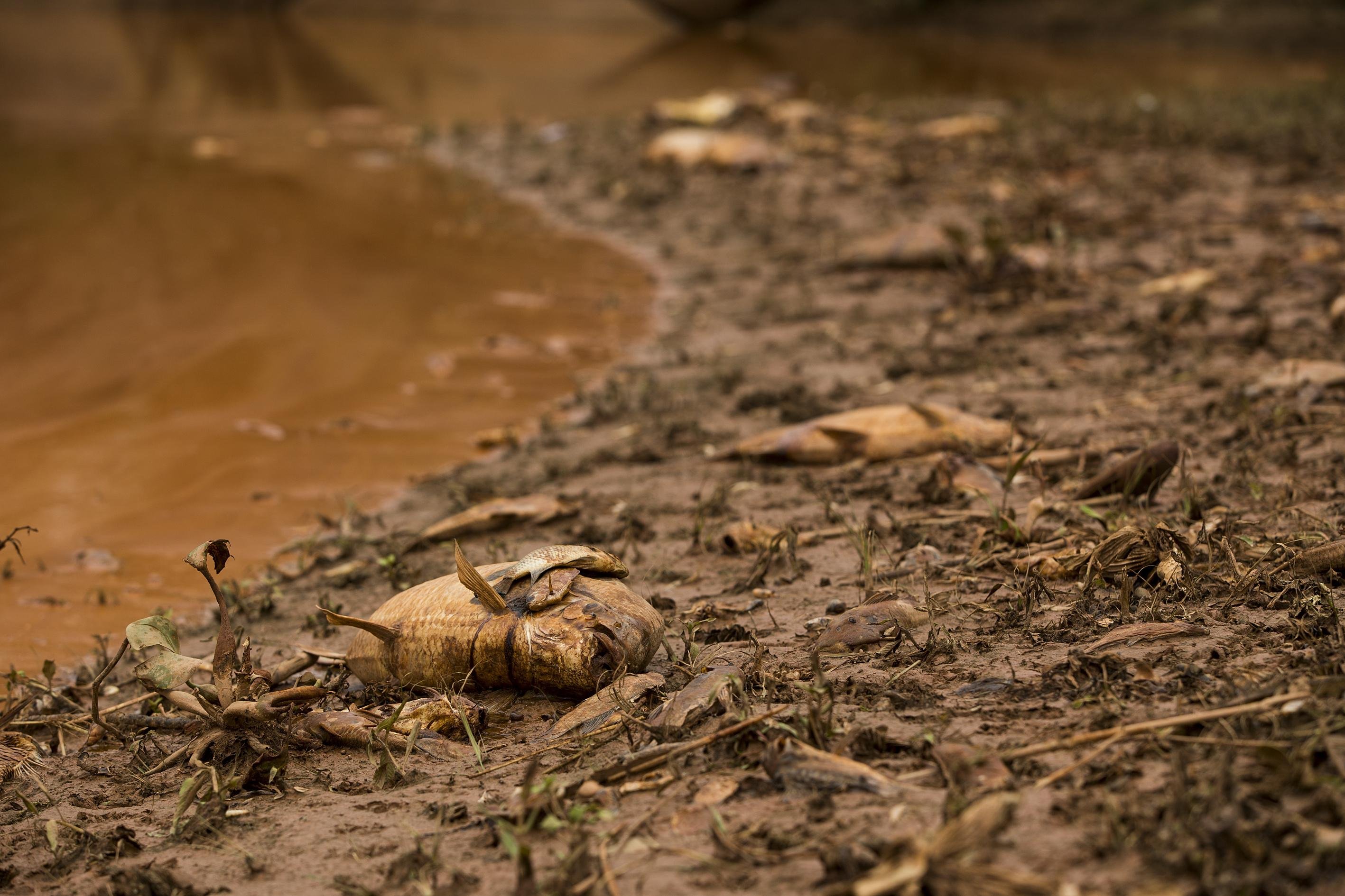 Rompimento de barragens em Mariana despejou milh&otilde;es de metros c&uacute;bicos de lama