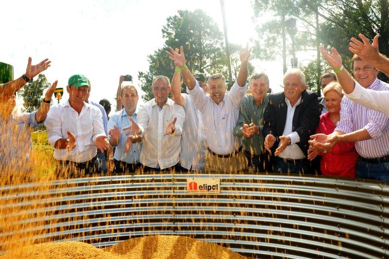 RS lan&ccedil;a colheita de arroz com previs&atilde;o de queda de 15%