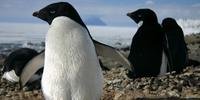 Cerca de 150 mil pinguins-de-adélia não conseguem voltar para colônia