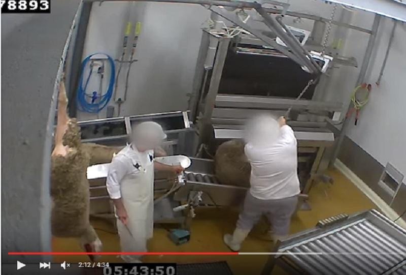 V&iacute;deo denuncia maus tratos aos animais