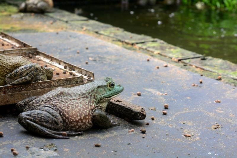 Animal, que pode ser vendido a R$ 55 o quilo, &eacute; abatido depois de tr&ecirc;s meses de engorda e de atingir peso de 250 gramas