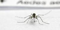 Porto Alegre tem 78 casos confirmados de dengue
