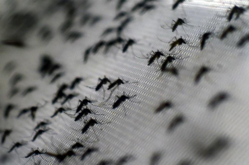 Aedes aegypti est&aacute; se adaptando aos 2.600 metros de altitude na Bol&iacute;via 