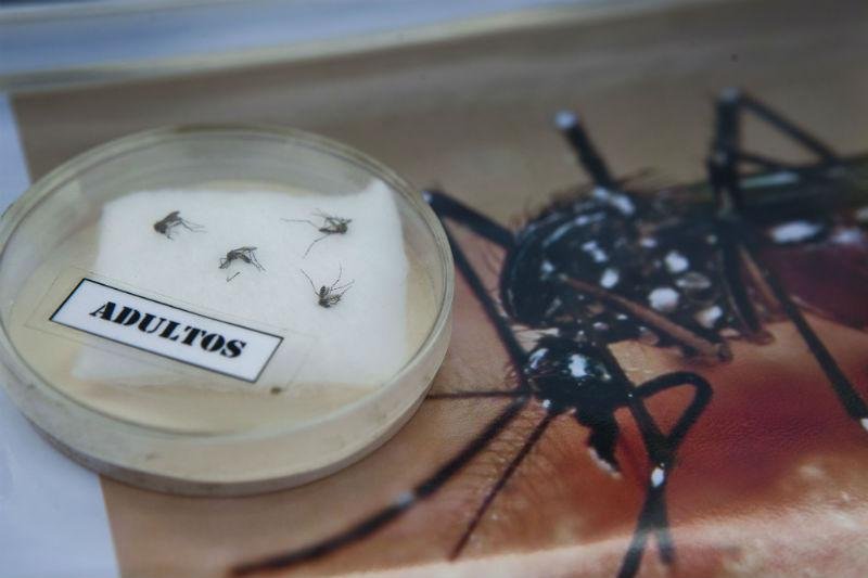Pesquisa comprova efic&aacute;cia de &oacute;leos de or&eacute;gano e de cravo no combate ao Aedes