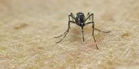Cientistas fazem força-tarefa por genomas do zika
