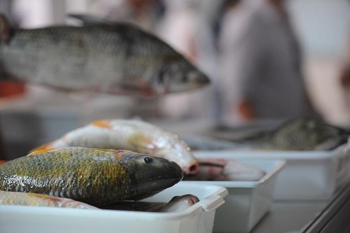 Neste ano, ser&atilde;o 65 bancas de com&eacute;rcio de pescados