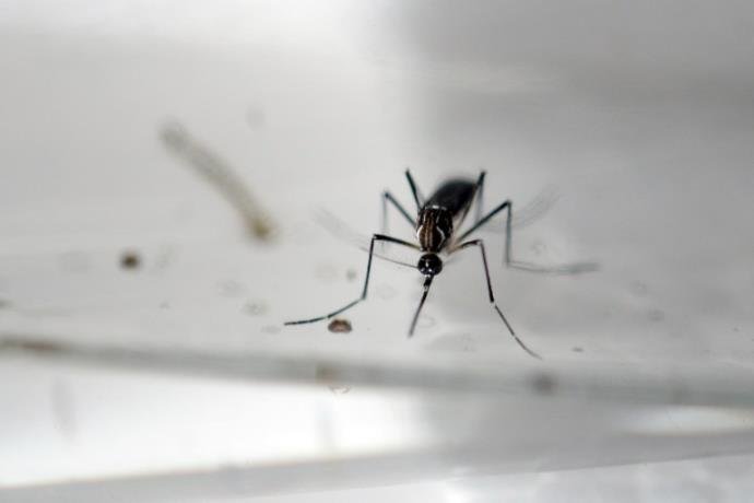 Inseticida biol&oacute;gico &eacute; eficaz contra o mosquito transmissor dos v&iacute;rus da dengue, zika e chikingunya