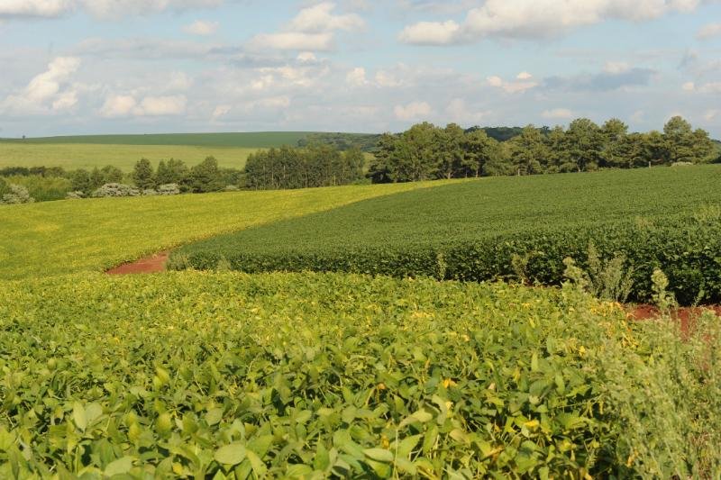 Soja foi produto com destaque no agroneg&oacute;cio brasileiro