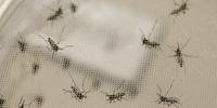 Mosquitos transgênicos deverão passar por regulação sanitária