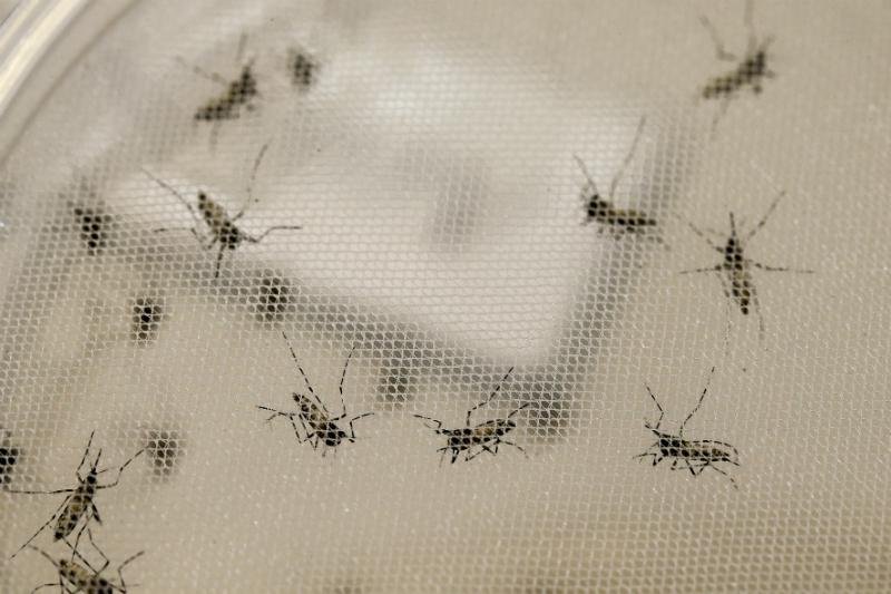 Mosquitos transg&ecirc;nicos dever&atilde;o passar por regula&ccedil;&atilde;o sanit&aacute;ria