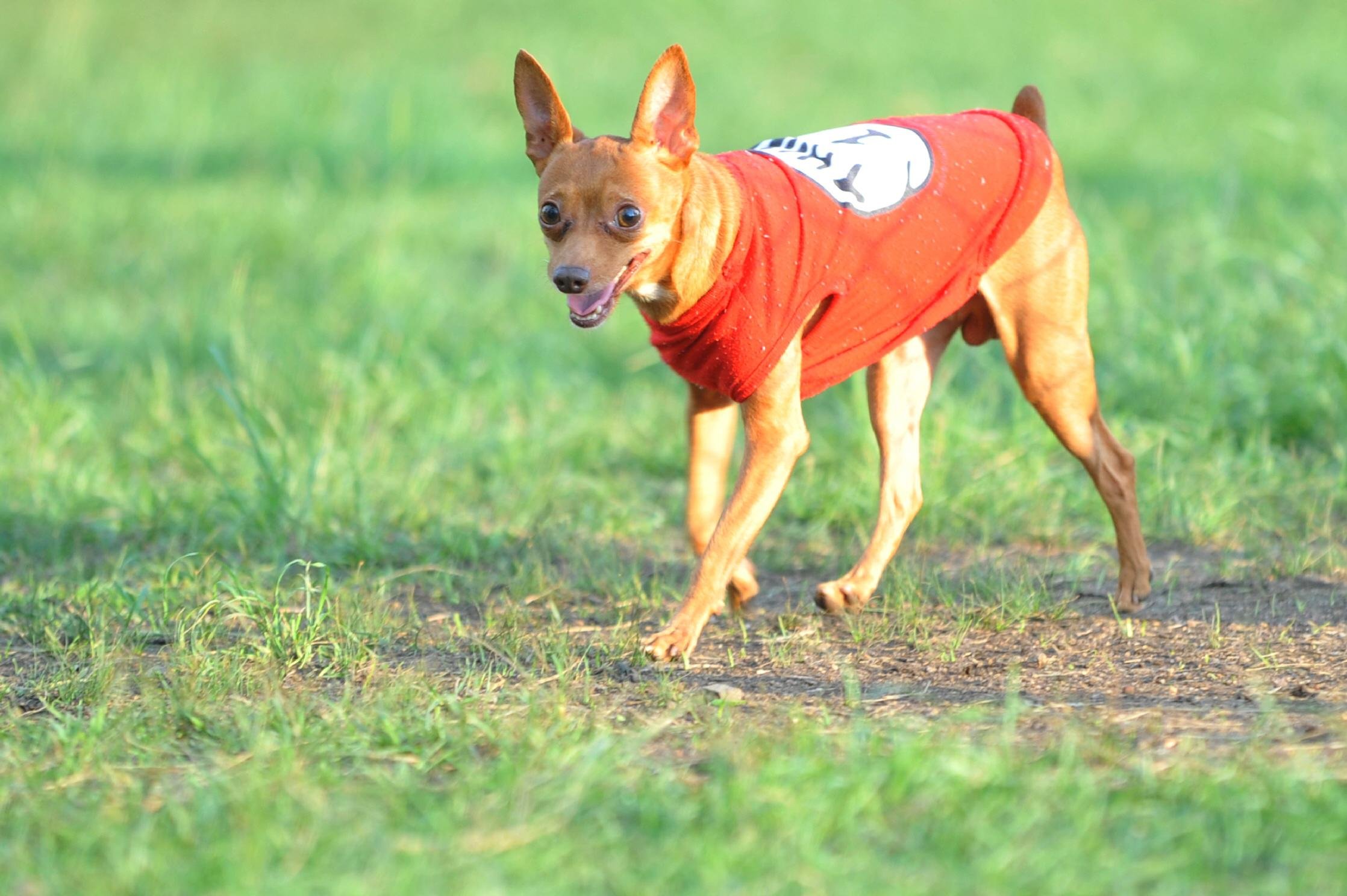 Pinsher, poodle, pitbull, rottweiller e doberman s&atilde;o os maiores alvos