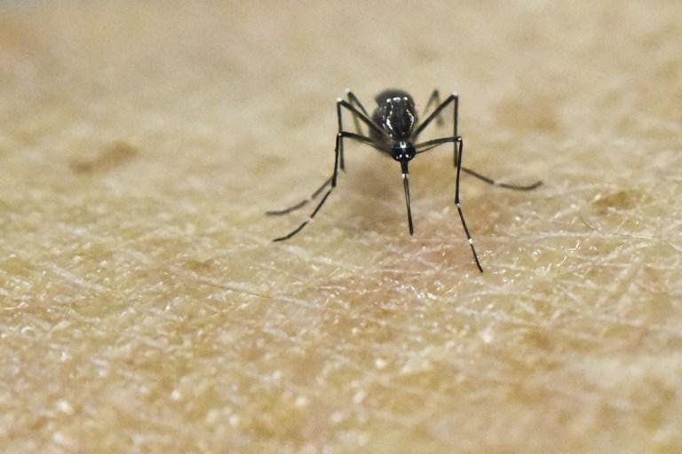 A cada ano, a dengue afeta 390 milh&otilde;es de pessoas pelo mundo