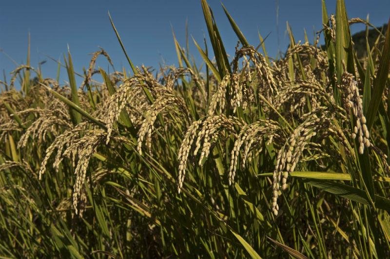Chuvas provocam perdas estimadas em R$ 400 milh&otilde;es na agricultura ga&uacute;cha