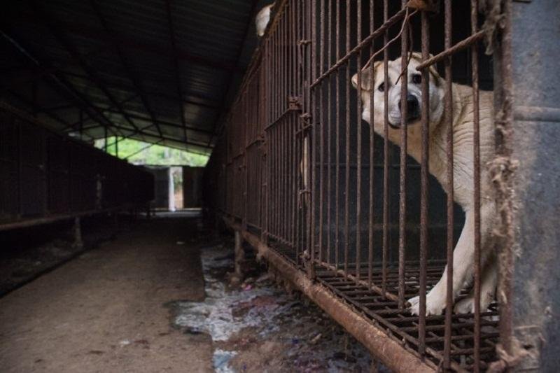 Consumo de carne de cachorro sofre rejei&ccedil;&atilde;o dos jovens na Coreia do Sul