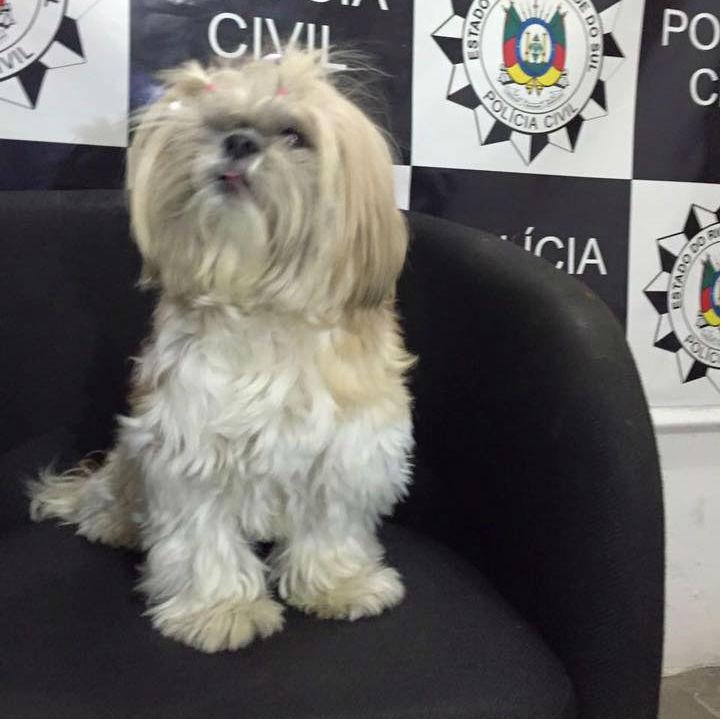 Homem &eacute; preso ap&oacute;s roubar cachorro em S&atilde;o Leopoldo 