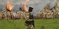 Quênia destrói a maior quantidade de marfim da história