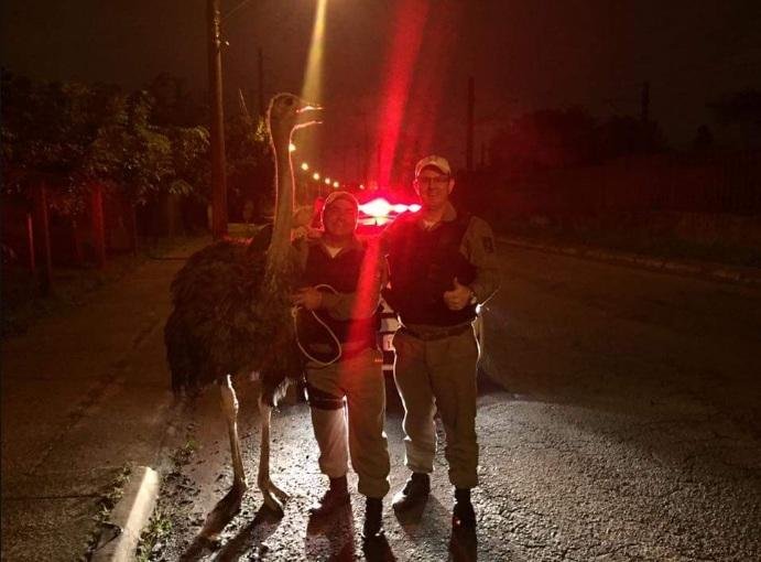 Avestruz &eacute; encontrado nas ruas de Sapucaia do Sul 
