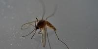 Aedes aegypti é um mosquito transmissor do vírus zika que pode causar a microcefalia 