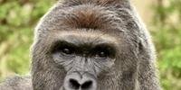 Harambe era um gorila macho de 17 anos vindo das planícies ocidentais