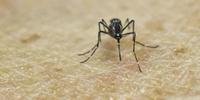 OMS recomenda ao menos dois meses de sexo protegido em áreas afetados pelo zika 