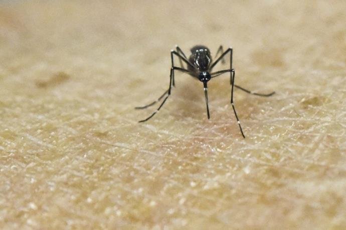 OMS recomenda ao menos dois meses de sexo protegido em &aacute;reas afetados pelo zika 