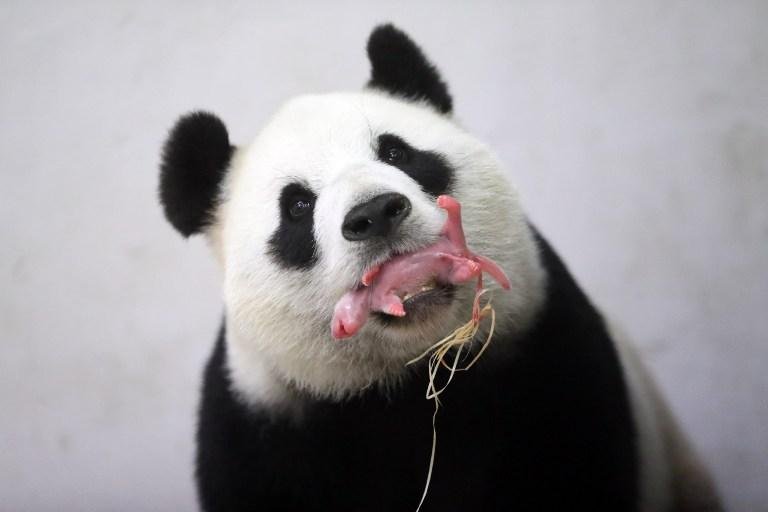 Beb&ecirc; panda nasce na B&eacute;lgica