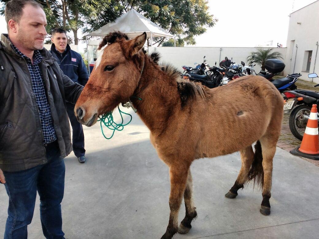Cavalo abandonado &eacute; recolhido de via em Porto Alegre