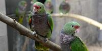 Zoológico de Gramado recebe papagaios-de-peito-roxo