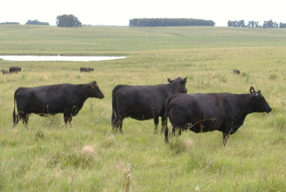 Agropecu&aacute;ria teve queda de 2,4% para -8,1%