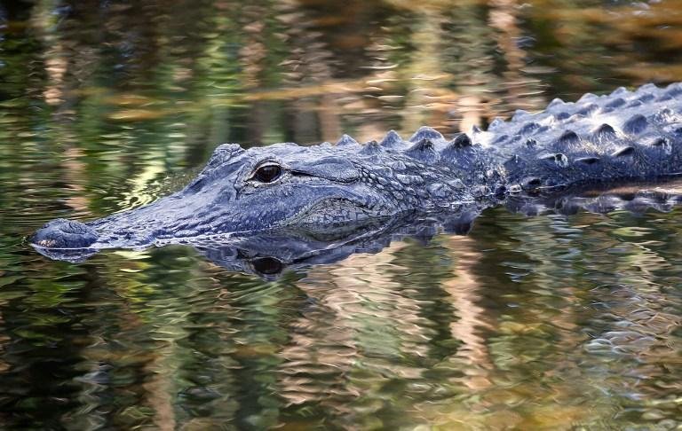 Jacar&eacute; arrasta crian&ccedil;a em resort da Disney na Fl&oacute;rida