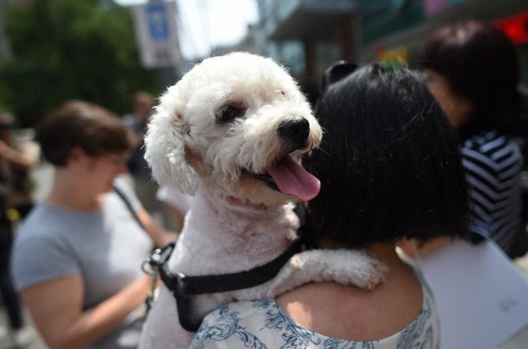 Veterin&aacute;ria alerta para cuidados com os animais de estima&ccedil;&atilde;o no inverno