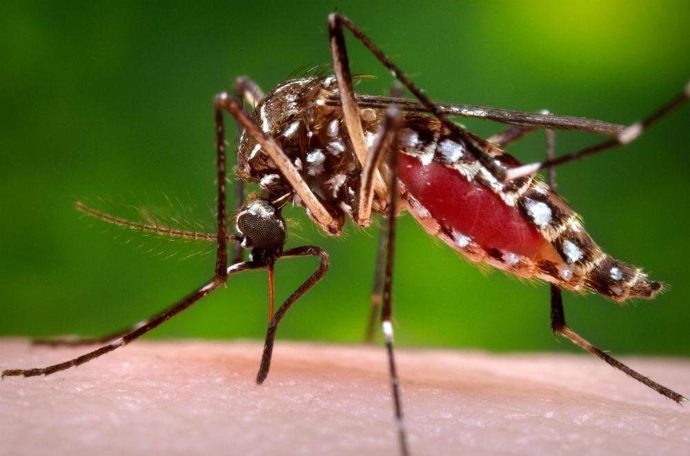 Estudo pretende comparar as gesta&ccedil;&otilde;es de m&atilde;es infectadas e n&atilde;o infectadas por Zika