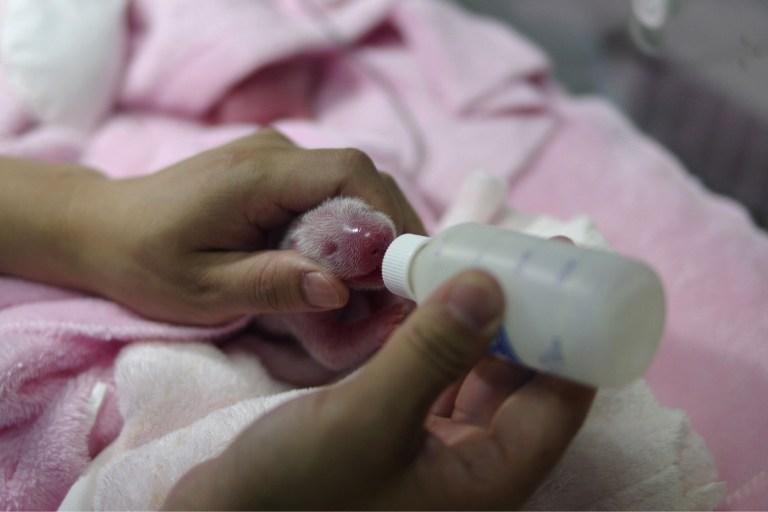 Ursa panda gigante d&aacute; &agrave; luz g&ecirc;meos na China