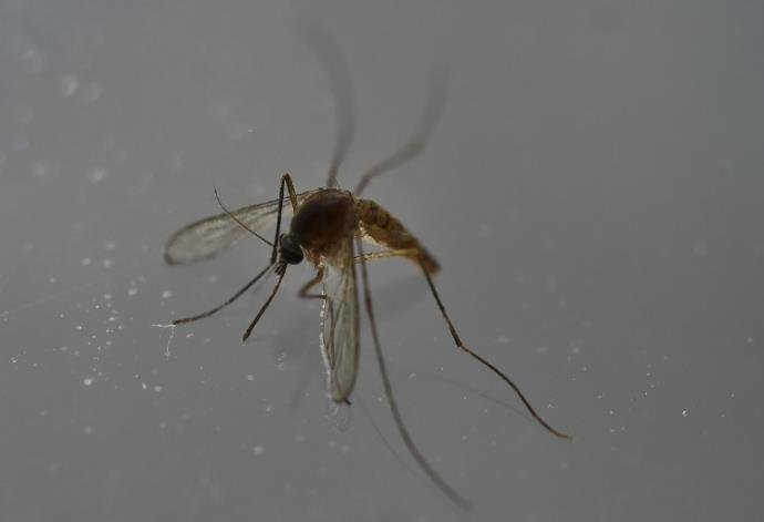  Pesquisadores descobrem anticorpos capazes de neutralizar zika 