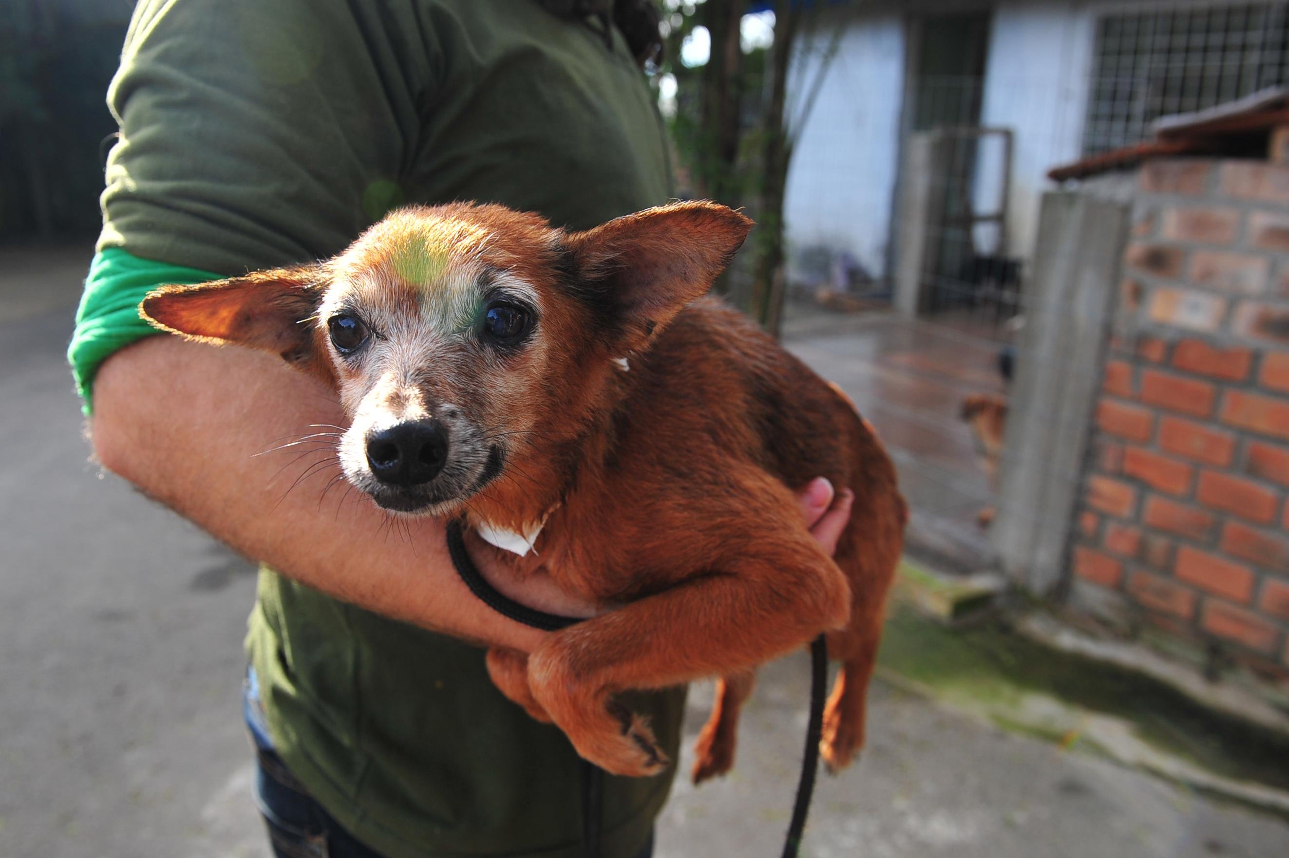 C&atilde;es mais idosos s&atilde;o os que menos t&ecirc;m procura para ado&ccedil;&atilde;o