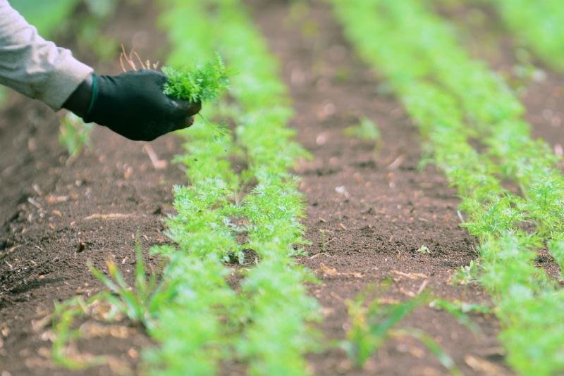 Brexit pode facilitar abertura de mercado agr&iacute;cola para