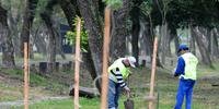 Smam realizou nesta quarta-feira o replantio de árvores no Parque Harmonia